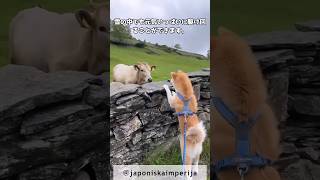 【秋田犬】この可愛さに耐えられるか？ #dog #ペット #秋田犬