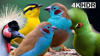 MOST BEAUTIFUL BIRDS IN AFRICA | AMAZING BIRD SOUNDS | BREATHTAKING NATURE | STRESS RELIEF | P2