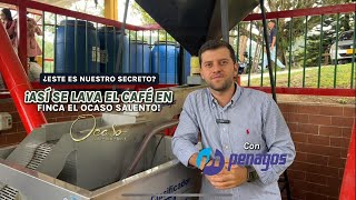 Como mejorar la calidad del café recién recolectado