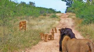 Cute Lion Cubs Rush to Catch up to Daddy