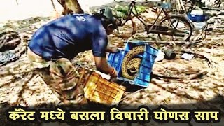 | घोणस या विषारी सापाला सुखरूप पकडून दिले जीवनदान|  Russell's viper snake Rescue |