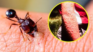 The DEADLIEST INSECTS In The World