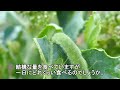 雨の中ブロッコリーの葉を食べ続けるモンシロチョウの幼虫