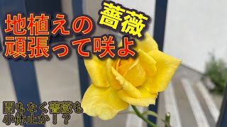 Flower705ガーデン6/24今週の変化は薄いピンクの薔薇ヒロコ２世の最後の花後剪定、ホワイトの薔薇の花後剪定、一迫のユリ・ダズルとクーリアの開花と花後剪定