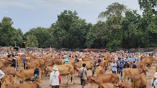 สนามแตก วัวเยอะ เละปานบุญบั้งไฟ วัวงาม วาริน อุบลฯ