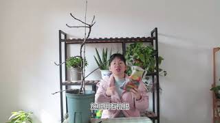 无花果落叶是一个重要信号，落叶后做好这2点，来年开花结果更多