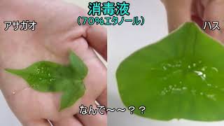 【かんきょう実験スクール】身近な生き物の「すごい！」を体験してみよう☆ ～ハスの葉編～