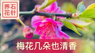 三种小梅花 - 白香梅，寒红梅（粉色的），美人梅 - 说说花的香味，和在多伦多如何过冬的。