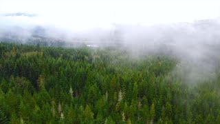 Quilcene, Washington| Washington Forest| The Beauty of Washington