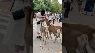 観光客は初めてこんなにたくさんの鹿を見て驚いた | Nara deer | Nara deer sika