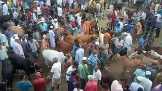 gabtoli gorur haat today live 2022 - কোরবানি গরুর দাম 2022-গরুর বাজার 2022 | biggest cow prices 2022
