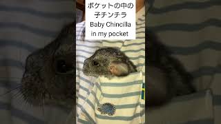 ポケットの中の子チンチラ　Baby Chinchilla in my pocket