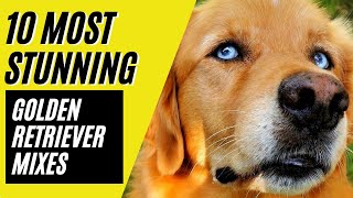 10 BEST Golden Retriever Mixes - Golden Retriever Dogs