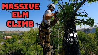 MASSIVE SPLIT AMERICAN ELM CLIMB