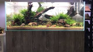 Aquascaper 1500 Nature Aquarium - 2 weeks after set-up at Aquarium Gardens