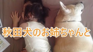 秋田犬のお姉ちゃん　ヒトの弟がいます。パパとお姉ちゃんの布団争奪戦