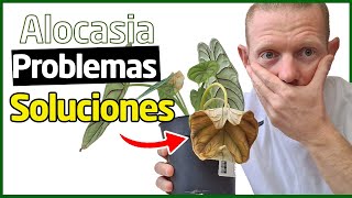 🍂3+1 Razones y Soluciones para Alocasia Dragon Scale con Hojas Amarillas