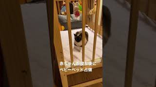 【今日のニーナ】ベビーベッドを占領する猫🐈