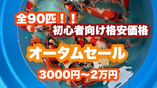 【遼河鯉庵】伊佐昭和や別府三家を中心に通信販売限定のオータムセールを開催します！！