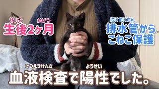 【猫エイズ・白血病】血液検査で陽性でした。