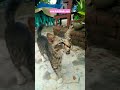 Kucing Kampung Mendekatiku, Wajahnya Mirip Macan Tapi Santuy