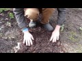 grow fruit and vegetables...in the shade