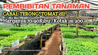 MENJUAL BIBIT CABAI,TERONG,TOMAT dll Siap Tanam, Jln Lintas timur way jepara Lampung Timur