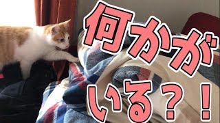 【猫たち大興奮】布団の中に何かがいる！！？