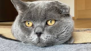 Kedi Uçar Mı ? Berlin'den İzleyin | Uçan Kedi | British Shorthair | Berlin