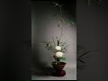 竹子和菊花在中式插花中的简单运用。 diy flowerarrangement flowers