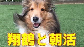 【シェルティ】翔鶴と朝活☀【可愛い】