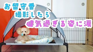 【犬 お留守番】こんな感じに待っていてくれてるなんて、、、【大きいトイプードル】【デカプー】