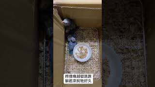 Pacific Parrotlets/太平洋鸚鵡 滿月聰明的莫夫母幼鳥如何越獄🤩