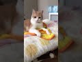 目ヤニつけながら怒ってくる猫w shorts cat 猫 ねこのいる生活