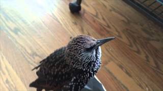 Stella the Rescued (\u0026 Talking) Starling