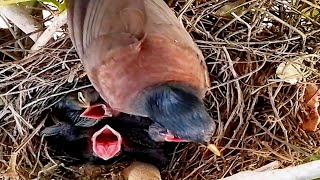 Common myna mother bird turns her face away after her chicks have eaten.