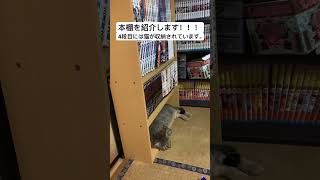 本棚紹介します。 #ねこのいる生活 #猫のいる暮らし #猫 #cat #ねこ動画 #shorts  #本棚