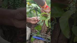 जुन्या रायवळ झाडाला हापूस झाडाचे कलम करणे || old raivad to alphonso mango grafting