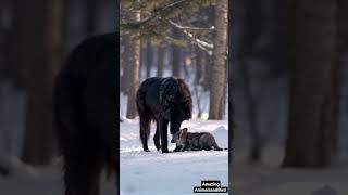 Adorable Snow Black Wolf and Her Tiny Cubs – Heartwarming Moments in the Wild!