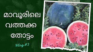 നാടൻ തണ്ണിമത്തൻ വേണോ? മാവൂരിലേക്ക് പോന്നോളൂ... watermelon farming