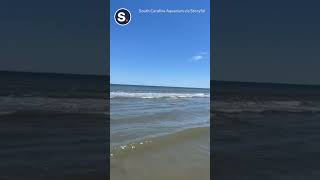 Crowd Cheers as Rehabilitated Sea Turtles Released Back Into Ocean