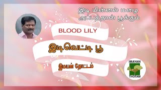 இடி மின்னல் மழை வந்தாதான் பூக்கும்  | இடி வெட்டி பூ| Ball Lily | Blood Lily | Fire Lily |