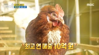 [생방송 오늘 아침] 황금알을 낳는 닭?!, MBC 241209 방송