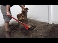 Stump Removal with Farm Jack