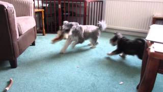 Miniature Schnauzers playing chase/tuggy