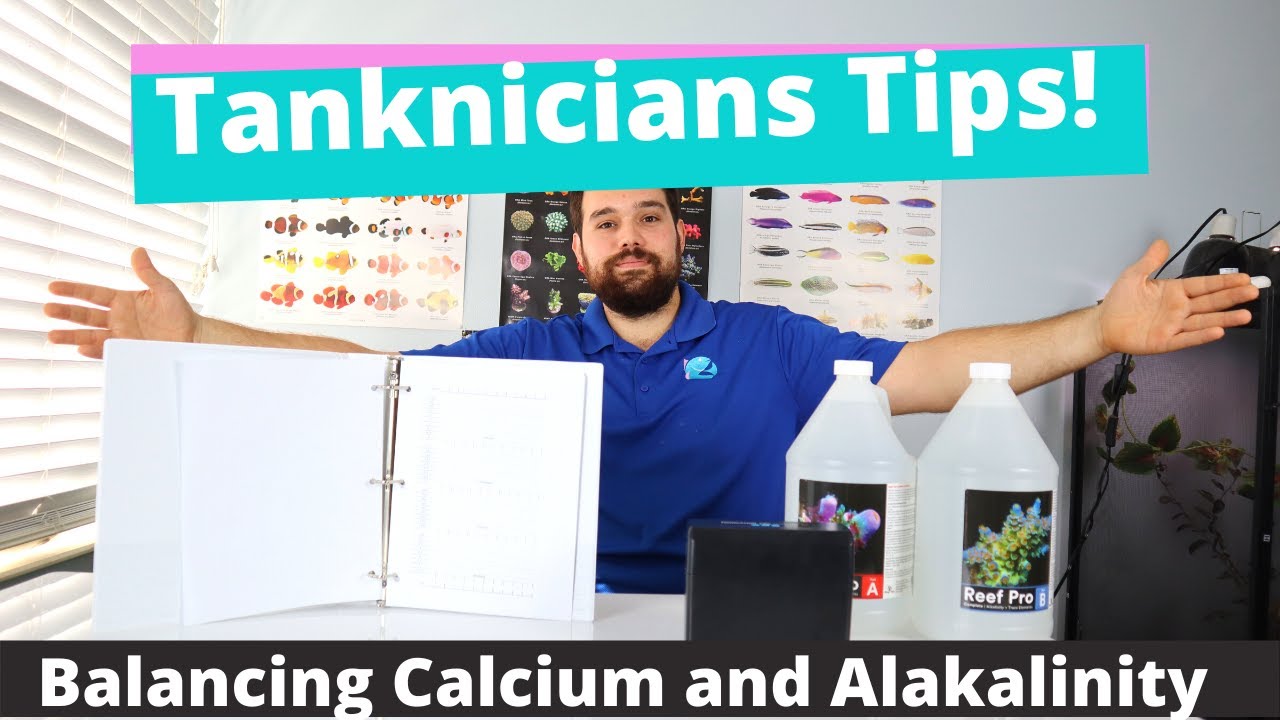 Tanknicians Tips How To Balance Calcium And Alkalinity In A Reef Tanknicians Tips How To Balance Calcium And Alkalinity In A Reef