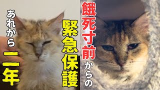 ニャン生大逆転！餓死寸前だった野良猫はみんなに守られて今もたくましく生きています