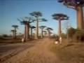 Avenue of Baobab Trees in Morondova,Madagascar