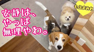 家族の心配をよそに元気いっぱいの手術後の子犬【ビーグルさつき＆ポメ梵天】