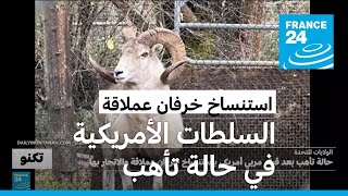 السلطات الأمريكية في حالة تأهب بسبب نسل خروف عملاق استنسخه مربي مواشي أمريكي  بشكل غير قانوني